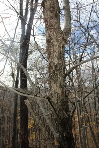 $32,500 | Poolbrook Road, Mount Vision, NY 13810