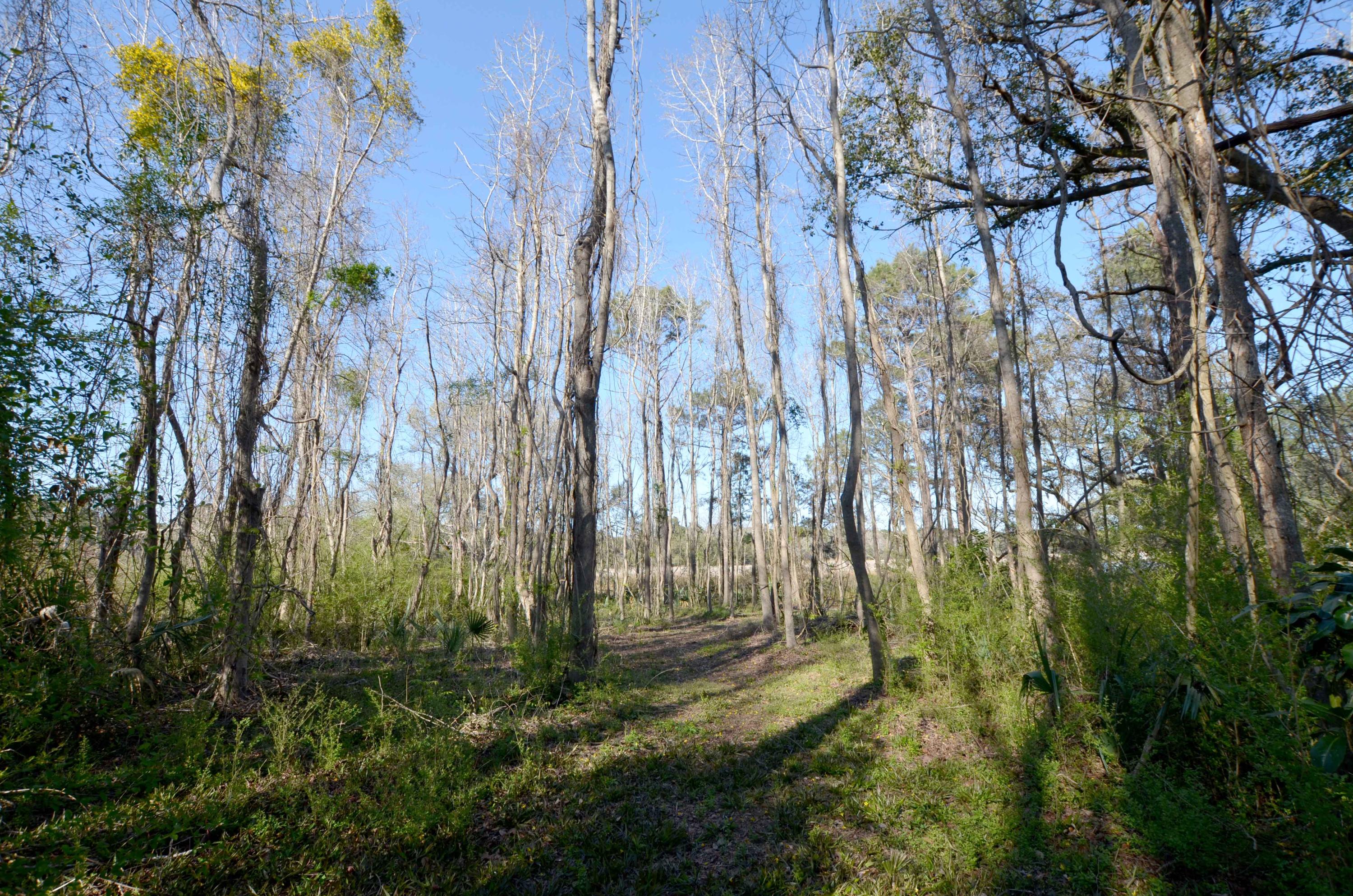 8679 Doar Road Awendaw, SC 29429 - Photo 12 of 13 Lot Interior1