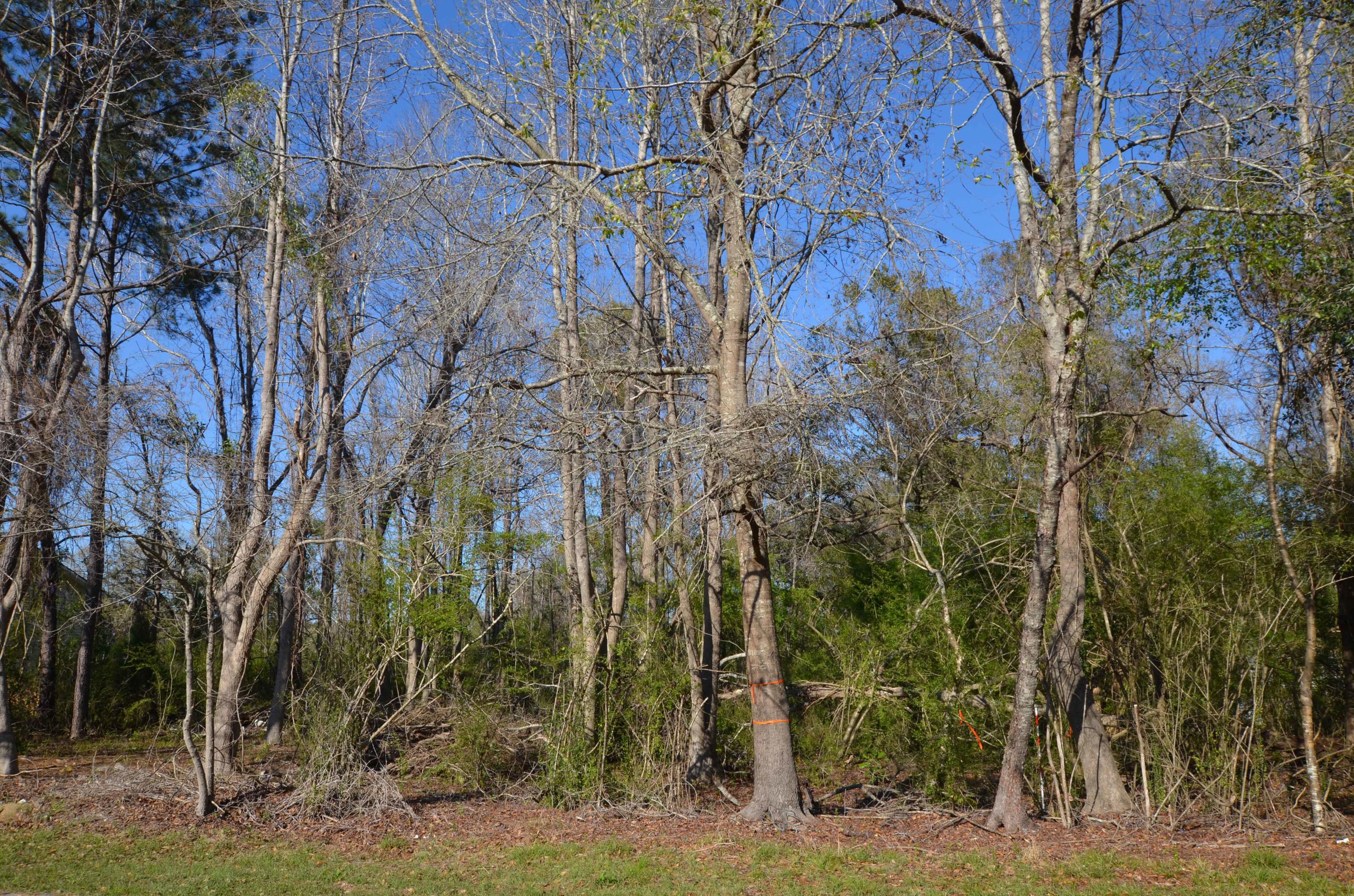 8679 Doar Road Awendaw, SC 29429 - Photo 10 of 13 front