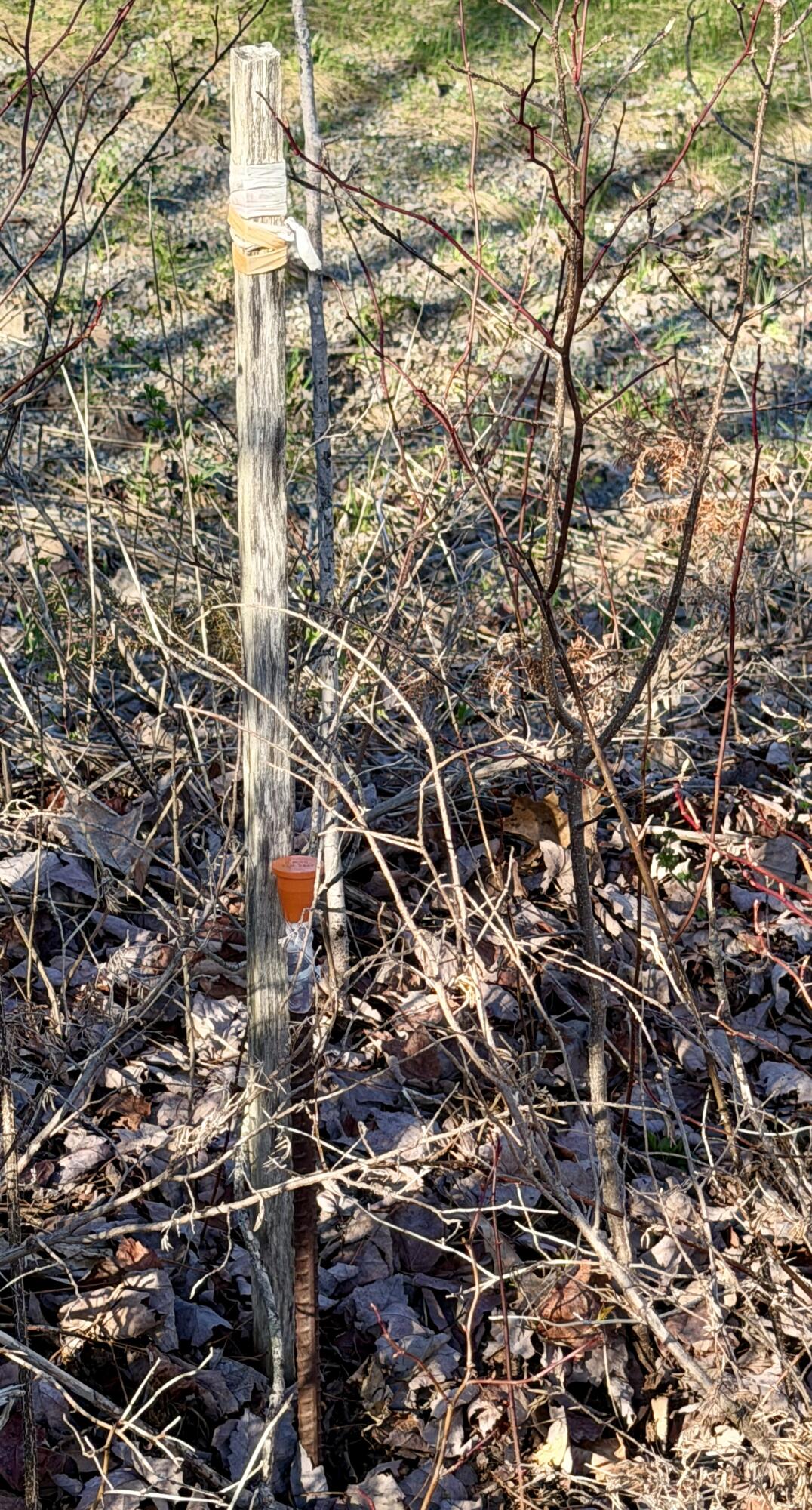 Lot # Shaw Hill Road Hampden, ME 04444 - Photo 11 of 15 IMG_6456