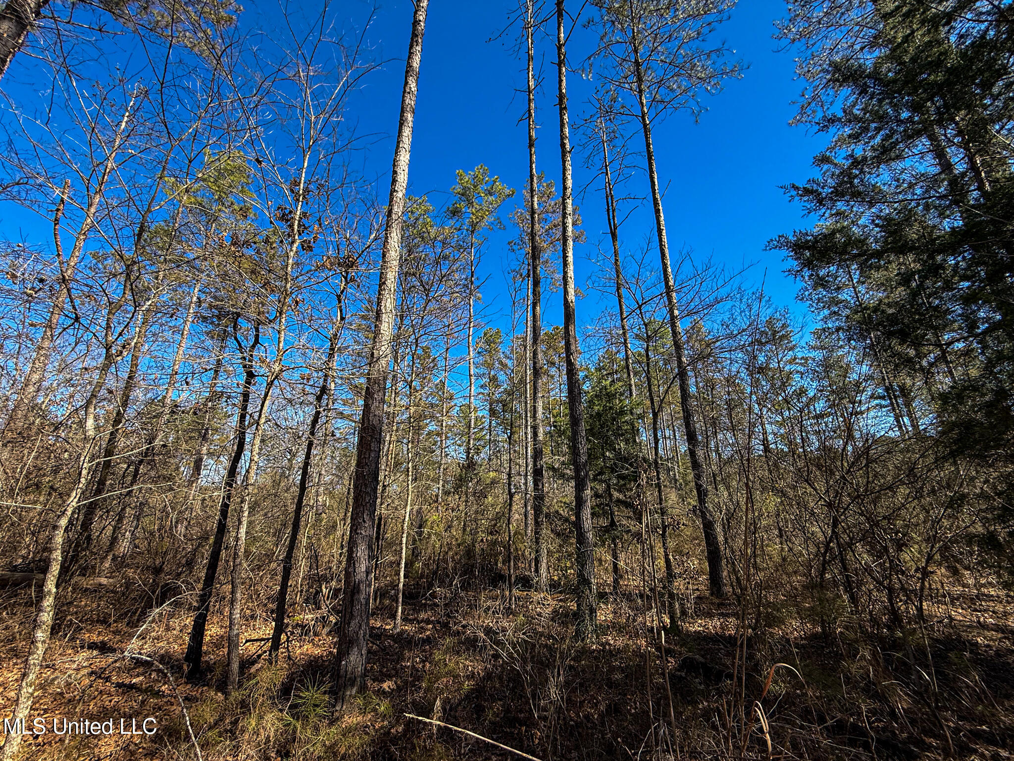 Dr Sears Road West Point, MS 39773 - Photo 22 of 35 IMG_9122