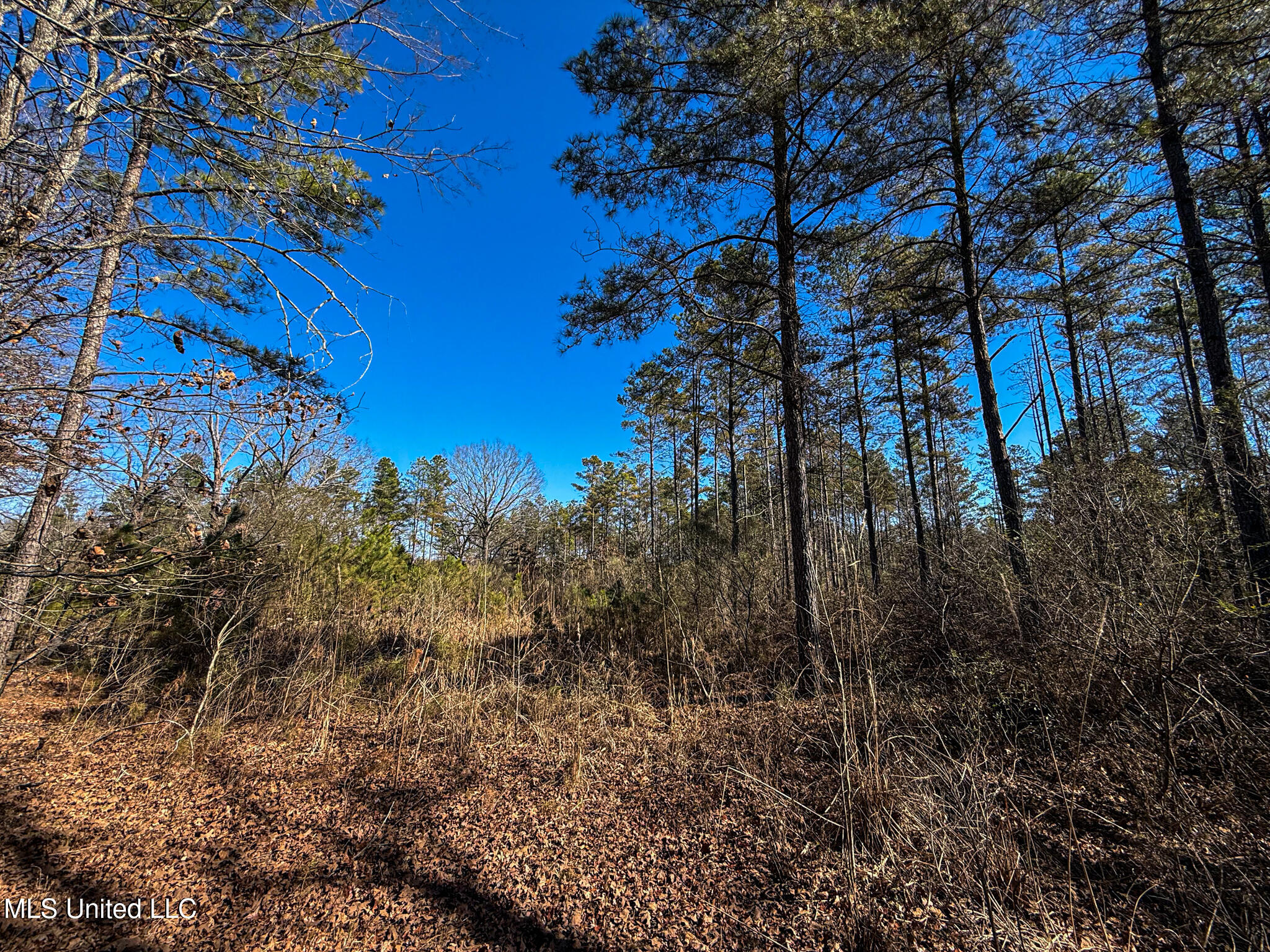 Dr Sears Road West Point, MS 39773 - Photo 26 of 35 IMG_9124