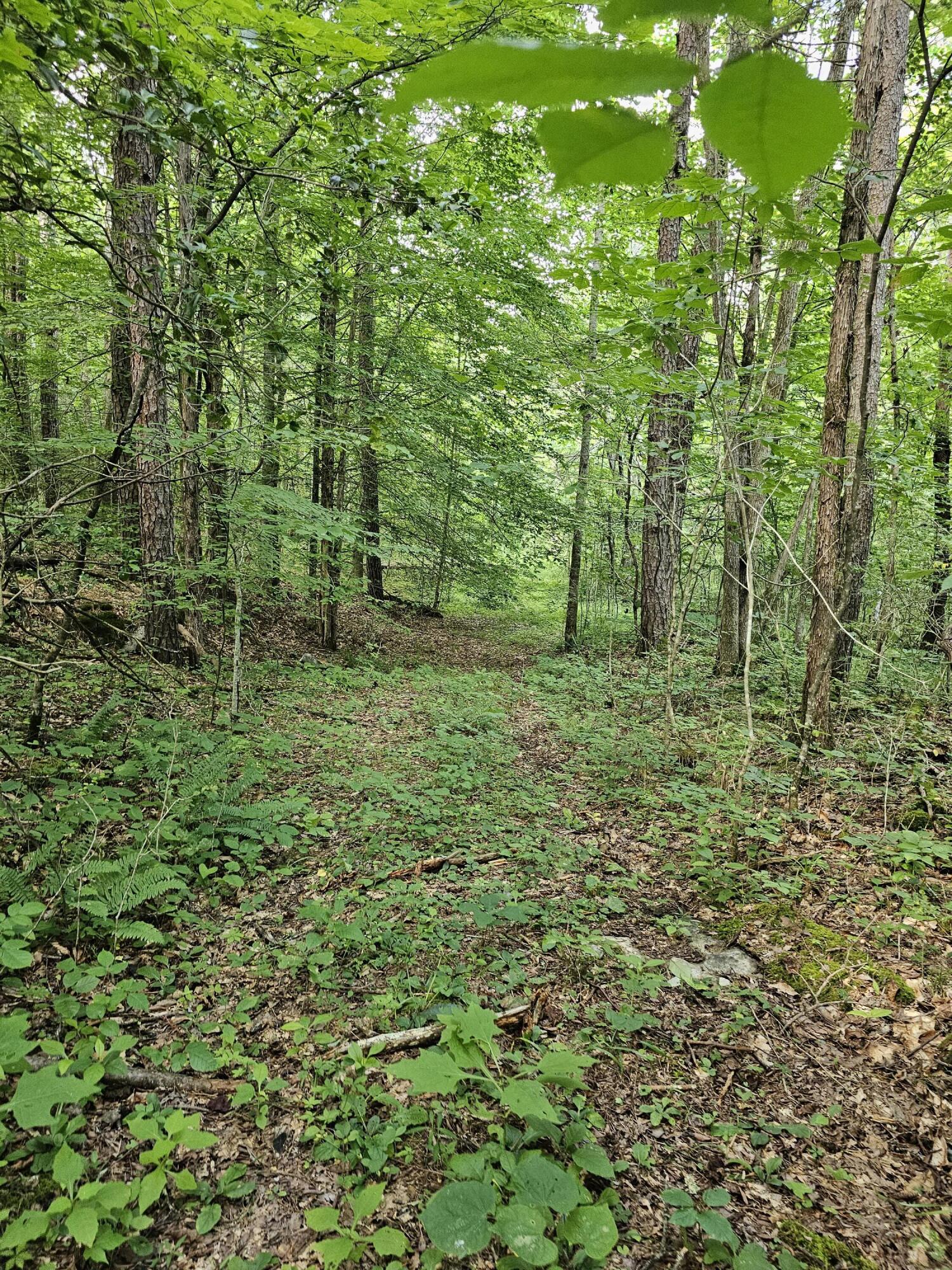 0 Merritt School Road Somerset, KY 42501 - Photo 2 of 15 1 Summer