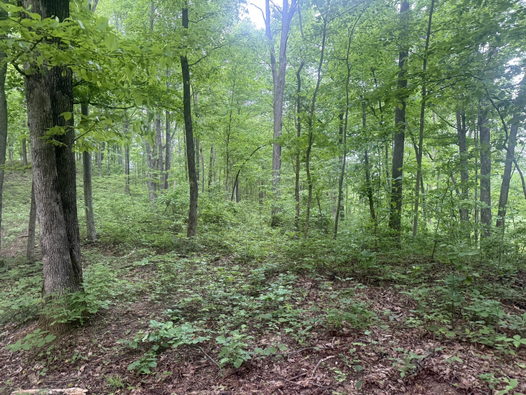 169 Greasy Ridge Sandy Hook, KY 41171 - Photo 20 of 33 IMG_2615