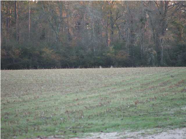 90-ac Beaver Creek Road Baker, FL 32531 - Photo 1 of 2 a view of a dry yard