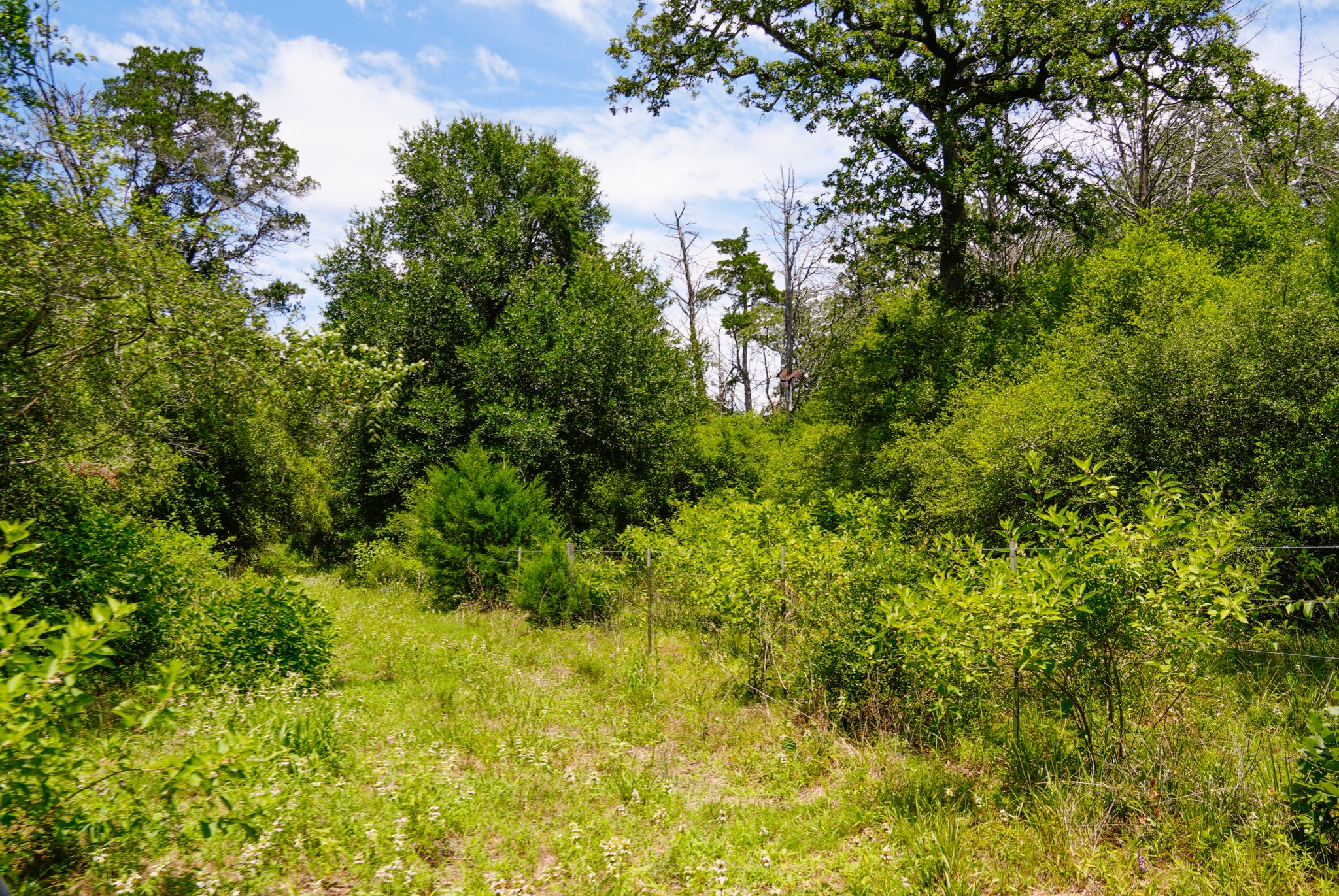 3233 Farm To Market 3233 Road La Grange, TX 78945 - Photo 11 of 18 View of local wilderness
