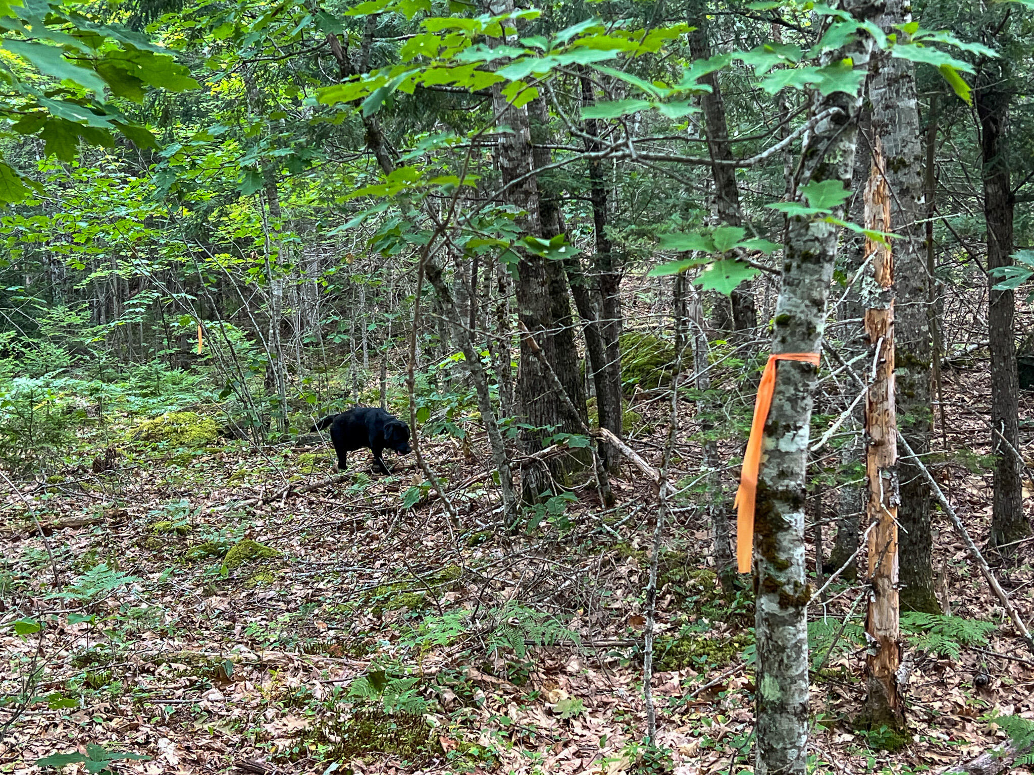M9-l20 Monroe Road Swanville, ME 04915 - Photo 6 of 19 6