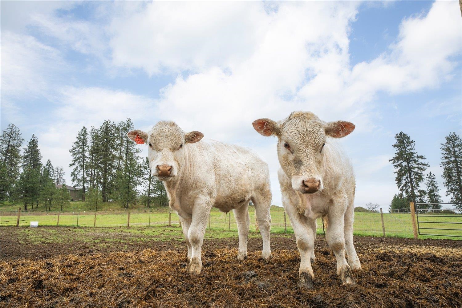 10201 West Jensen Road Cheney, WA 99004 - Photo 9 of 50