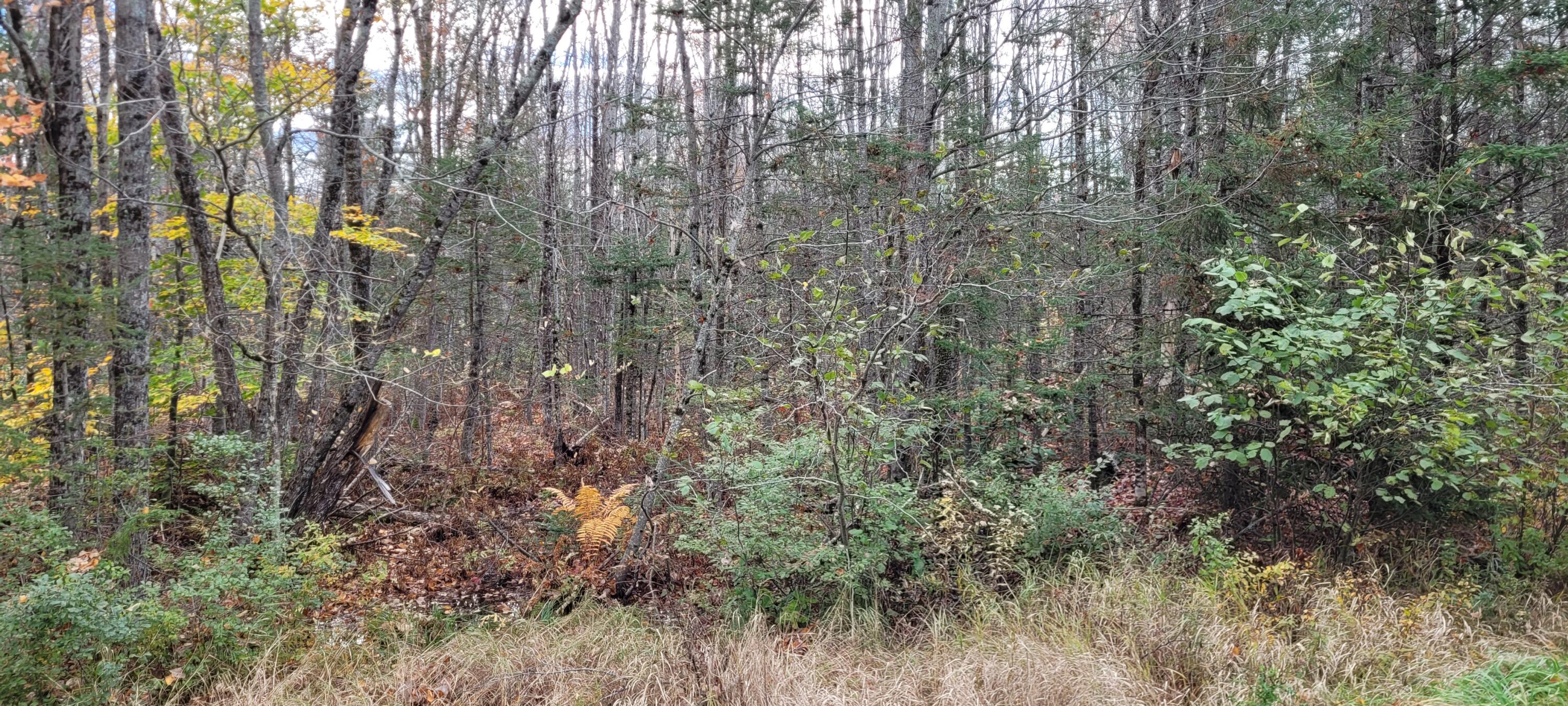 0 Storer Road Bradford, ME 04410 - Photo 18 of 27 20211019_095954