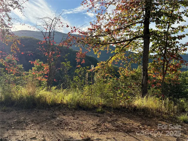 a view of a yard with plants and trees