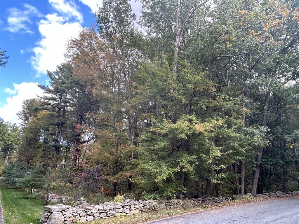 230 A Gulf Street Shrewsbury, MA 01545 - Photo 1 of 3 a view of a forest with a tree