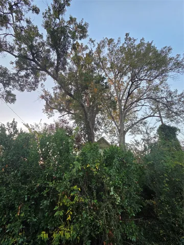 a view of tree