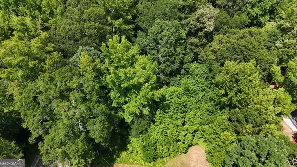a view of a lush green forest