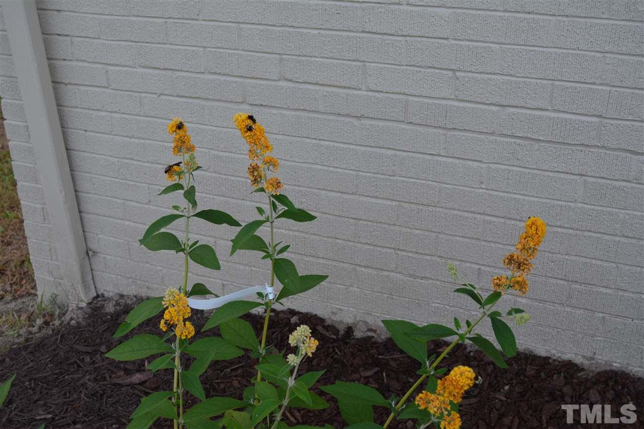 3056 Seven Paths Road Louisburg, NC 27549 - Photo 3 of 29 Be sure to check out the yellow butterfly bushes.