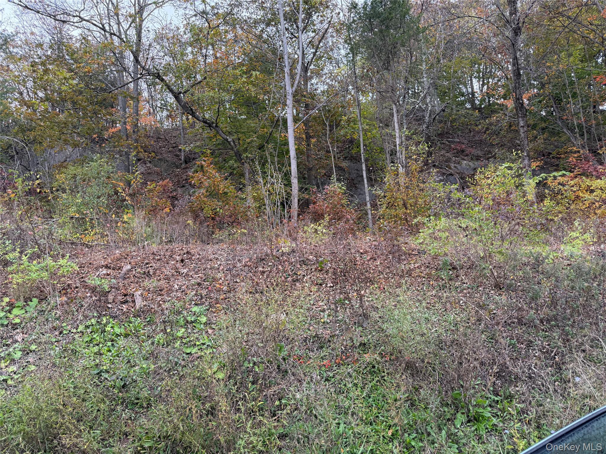 2679 Rte 9W Saugerties, NY 12477 - Photo 6 of 6 a view of a forest with trees in the background