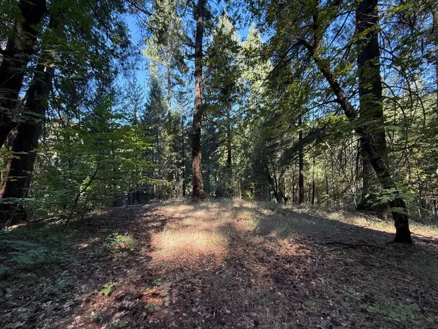 a view of a forest with trees
