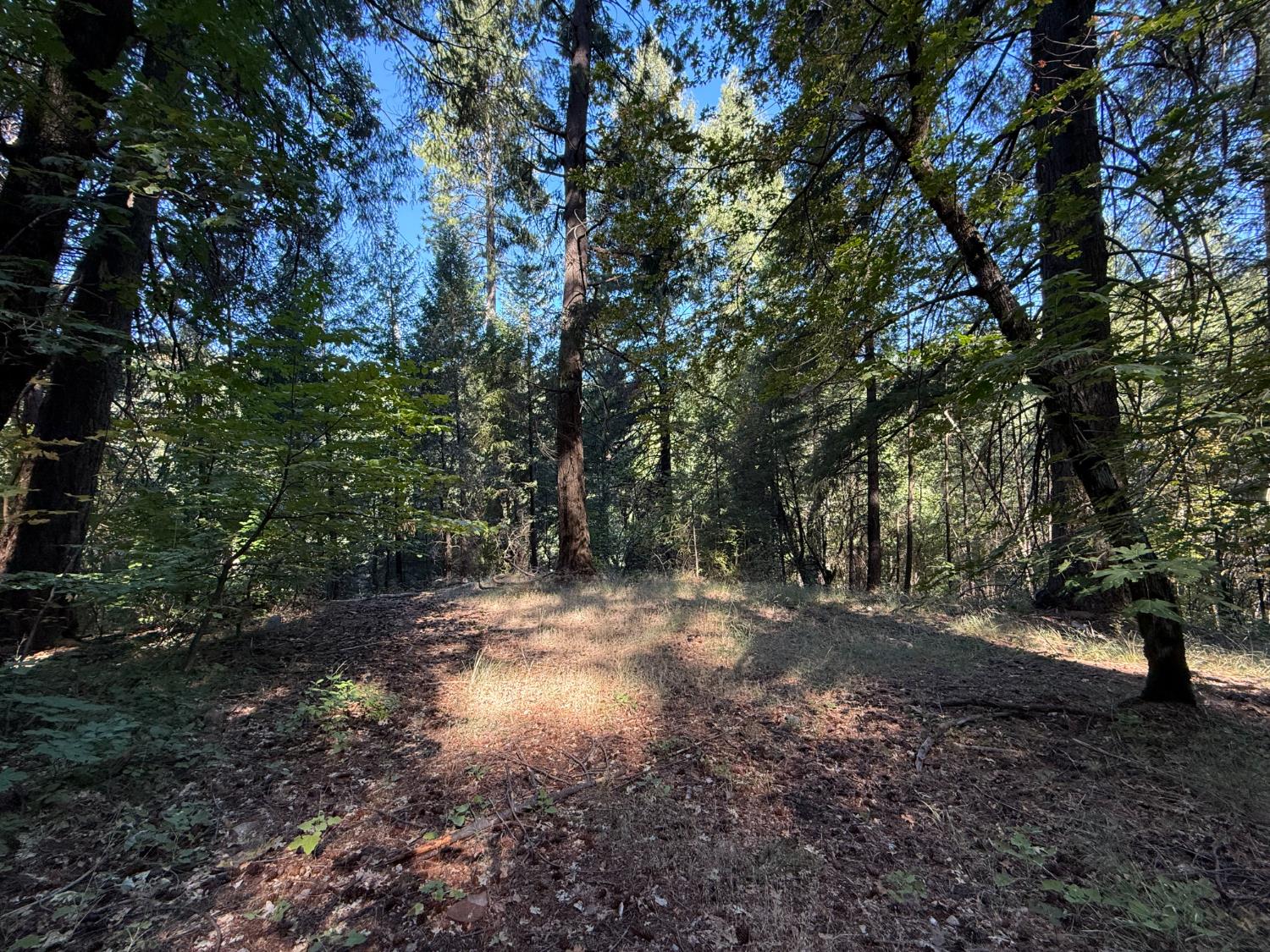 a view of a forest with trees