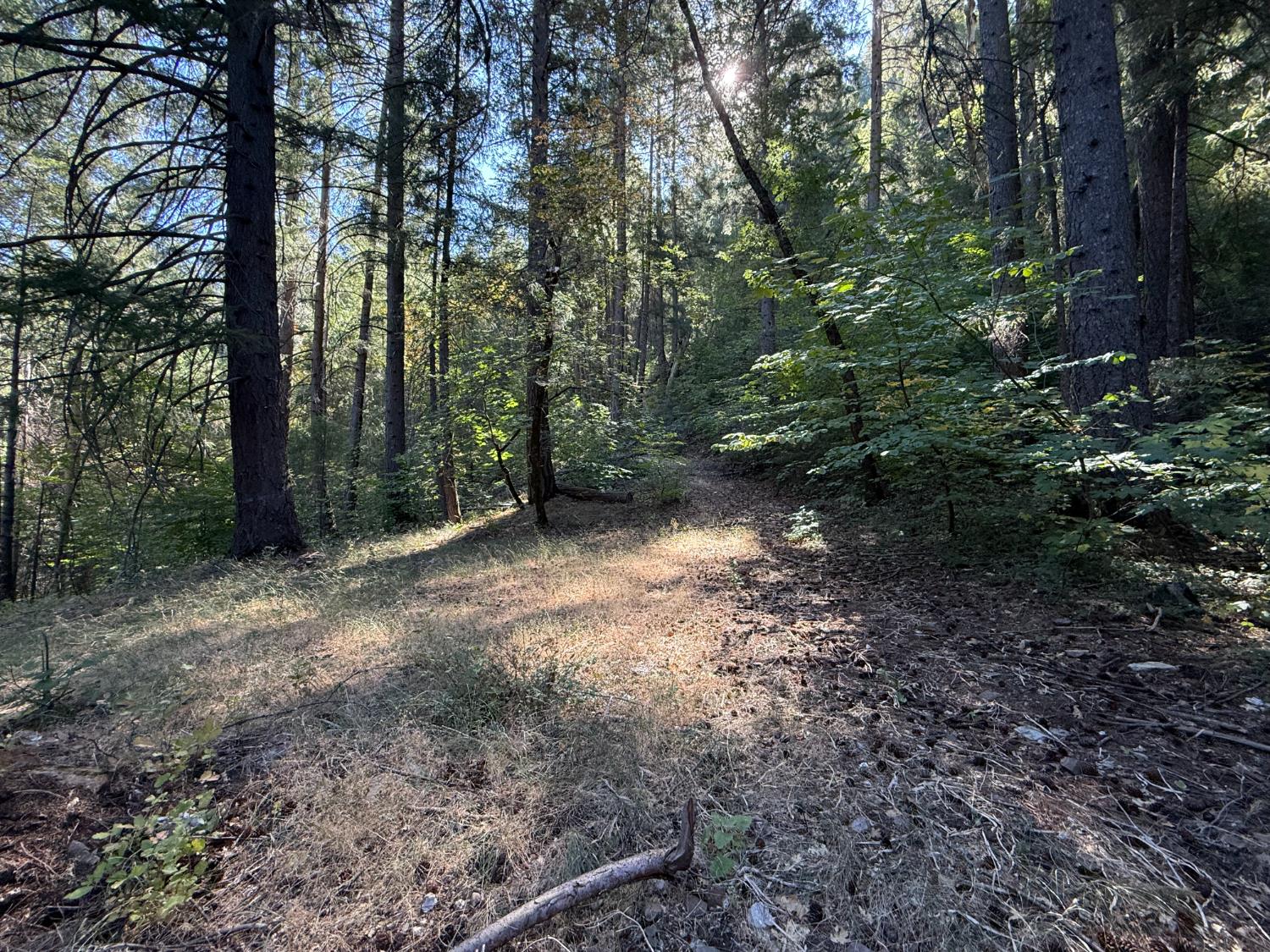 0 Blue Canyon Road Alta, CA 95701 - Photo 2 of 10 a view of a forest with trees in the background
