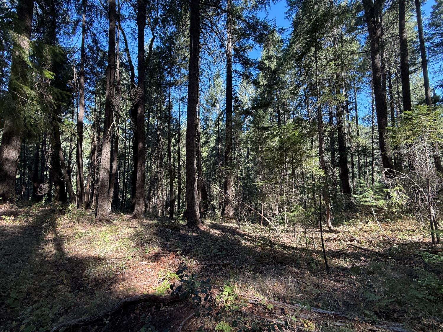 0 Blue Canyon Road Alta, CA 95701 - Photo 3 of 10 a view of a yard with trees