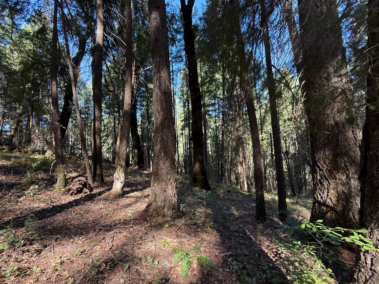 0 Blue Canyon Road Alta, CA 95701 - Photo 4 of 10 a view of a forest with trees