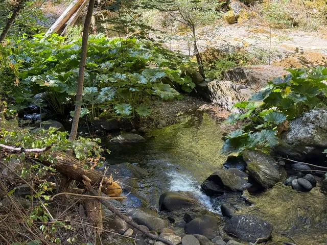 a view of a lake in middle of forest