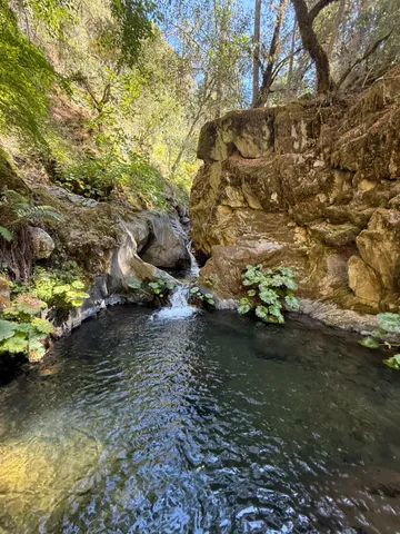 a view of a yard with plants and trees