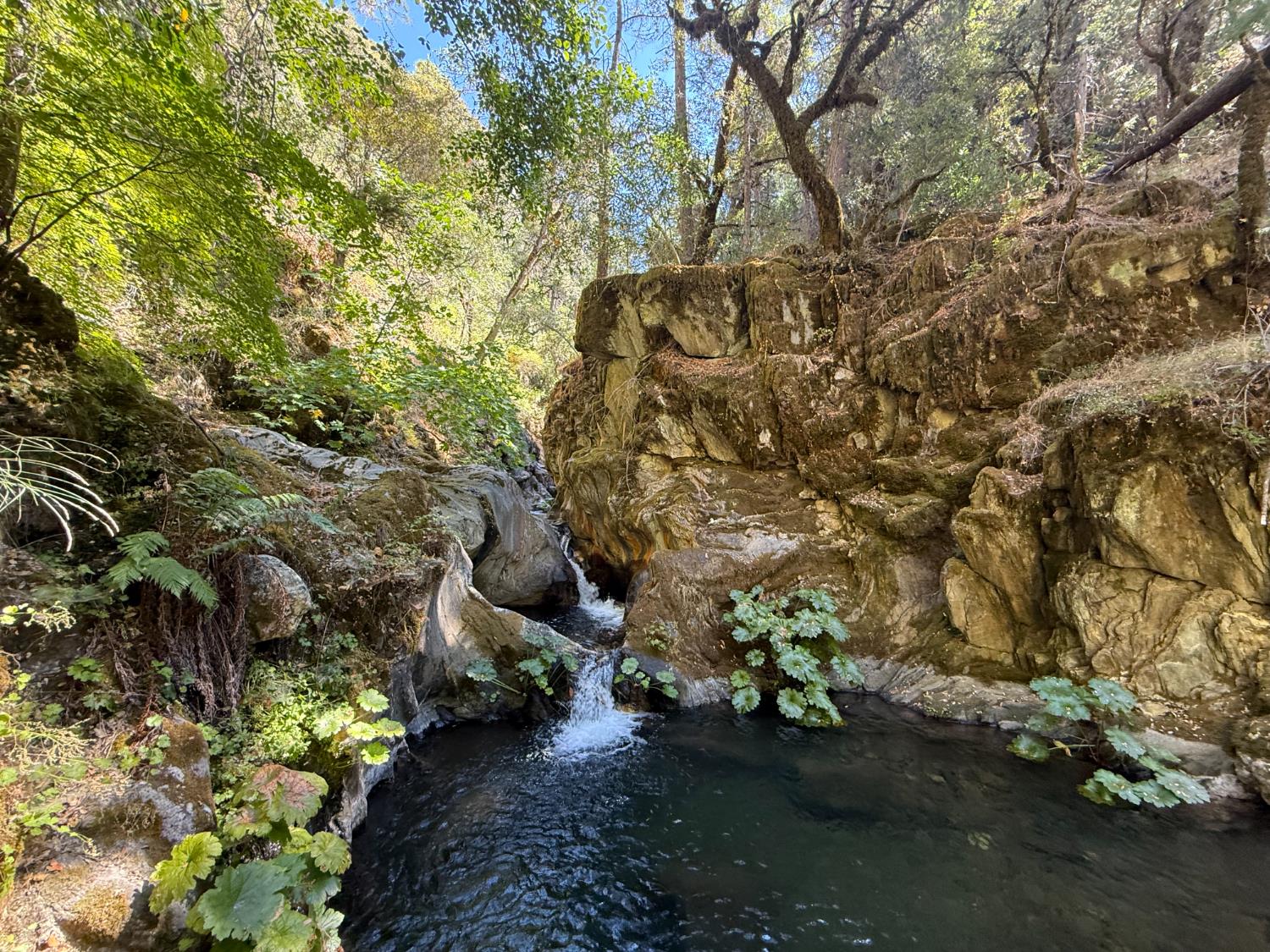 0 Blue Canyon Road Alta, CA 95701 - Photo 9 of 10 a view of a yard with plants and trees