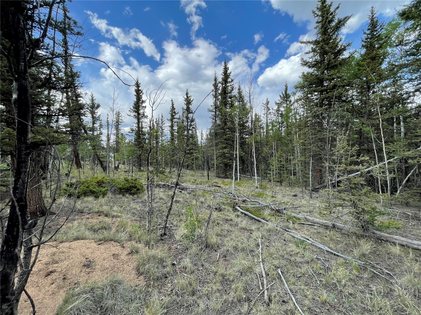 80 Haida Road Como, CO 80456 - Photo 12 of 31 a view of a forest