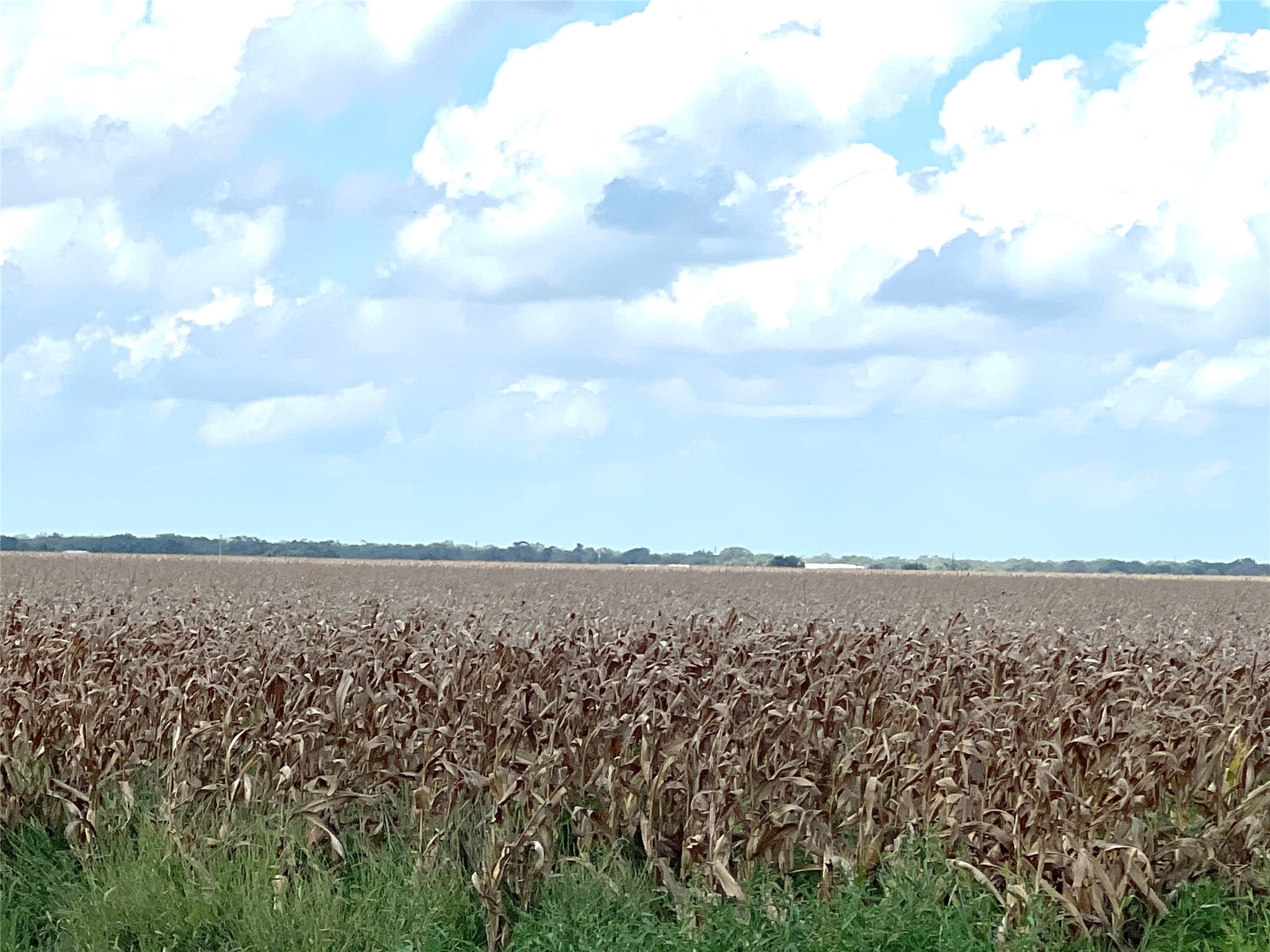 0 Fm 458 Midfield, TX 77458 - Photo 7 of 8