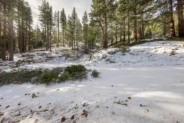 a view of a forest with trees in the background