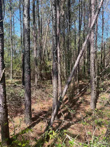 a view of a forest filled with trees