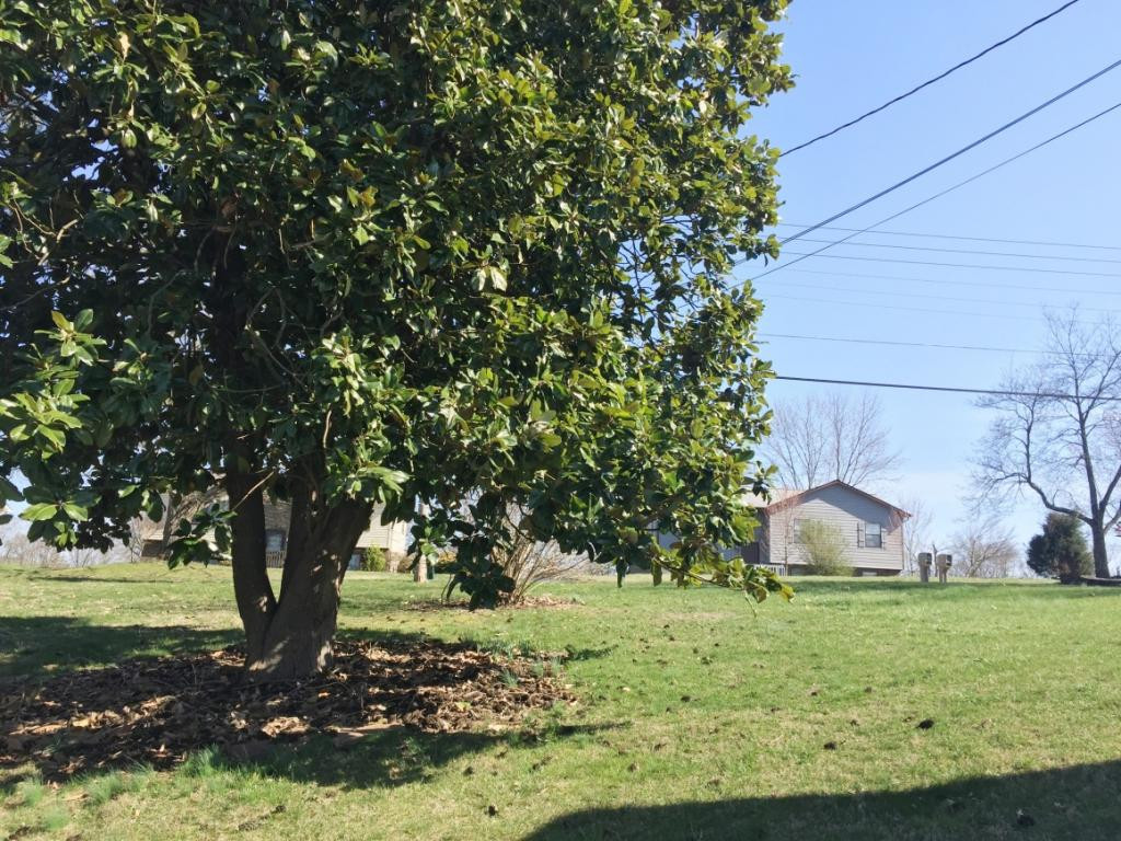 433 Old Stage Road Gray, TN 37615 - Photo 4 of 36 Photo 4
