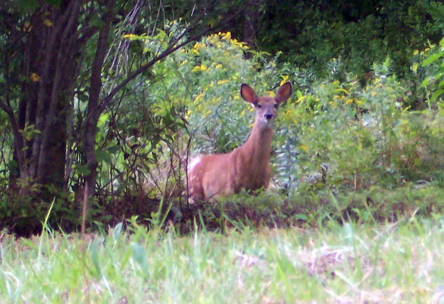 100 River Road Savoy, MA 01256 - Photo 28 of 34 Deer