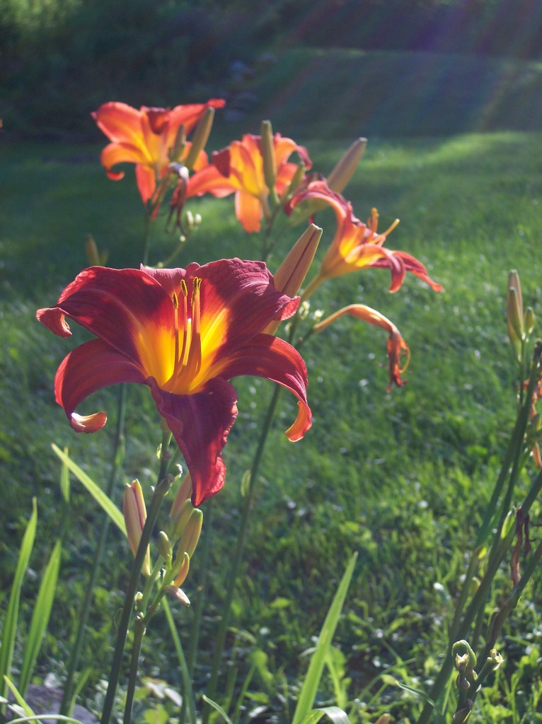 100 River Road Savoy, MA 01256 - Photo 30 of 34 Tiger Lily