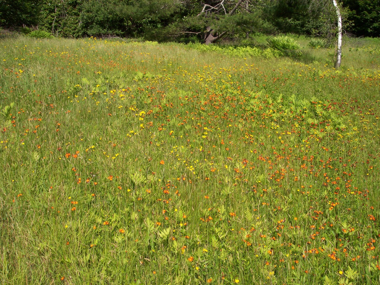 100 River Road Savoy, MA 01256 - Photo 34 of 34 Wild Flowers