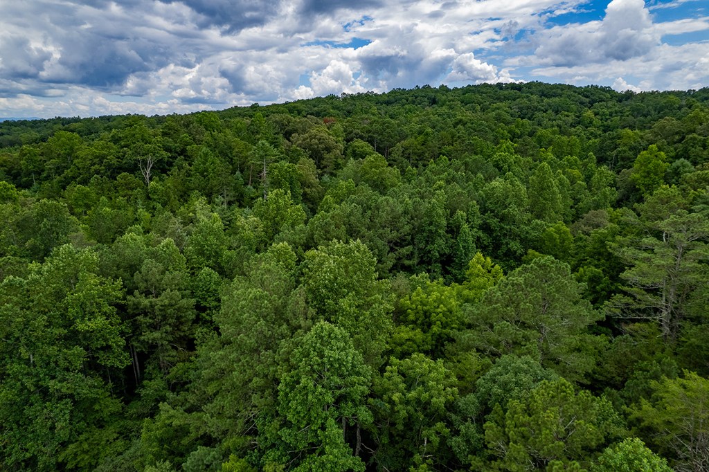 13.59-ac Ridgeway Church Road Ellijay, GA 30540 - Photo 11 of 13