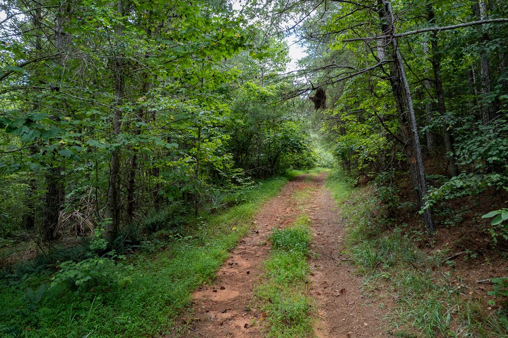 13.59-ac Ridgeway Church Road Ellijay, GA 30540 - Photo 2 of 13