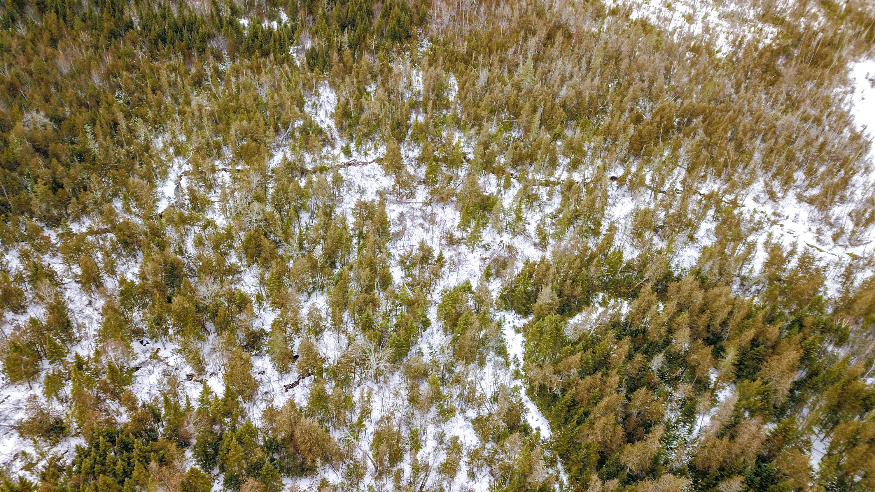 Lot 39 Off New Limerick Road Houlton, ME 04730 - Photo 18 of 24 Edited-15