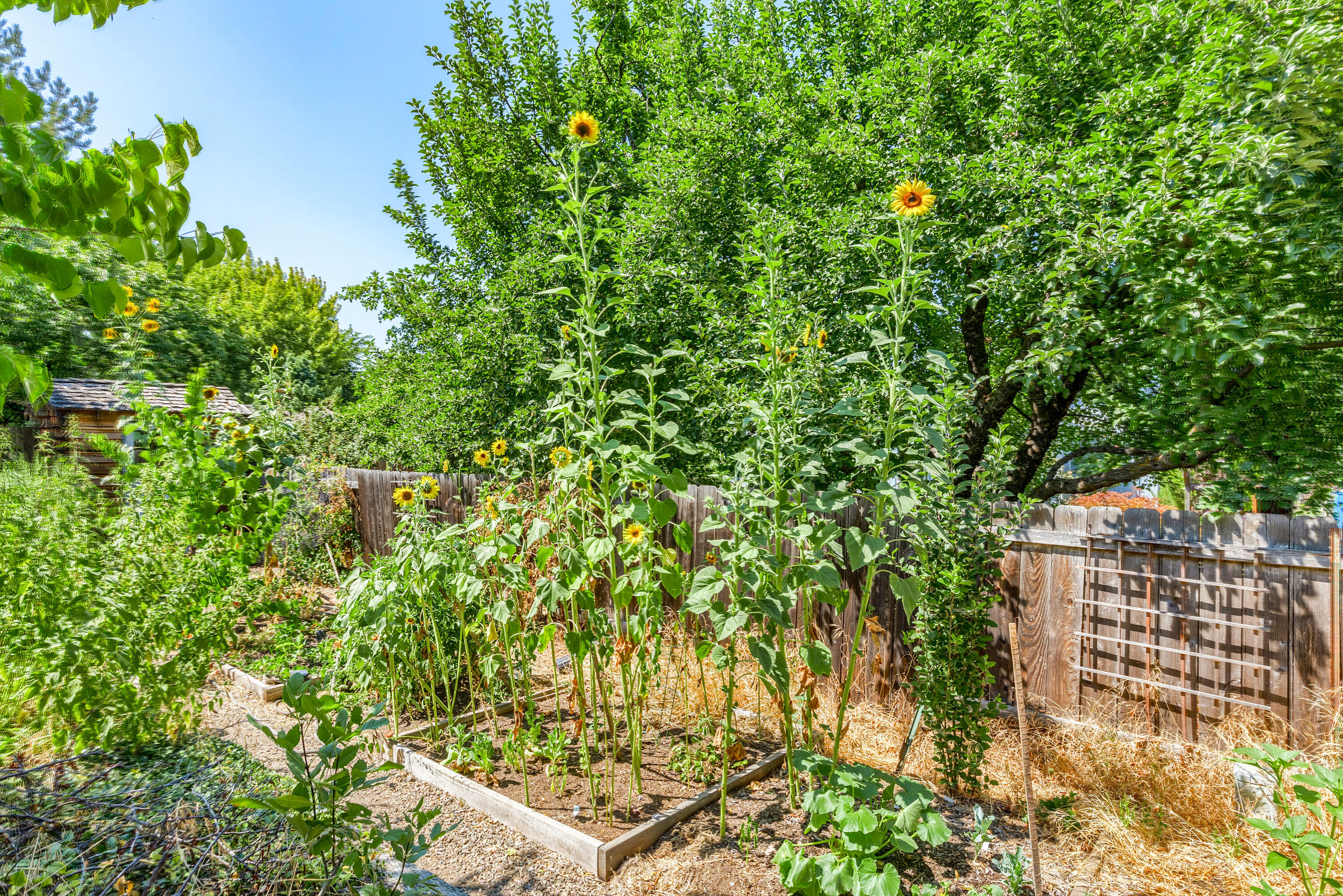 295 Randy Street Ashland, OR 97520 - Photo 25 of 26 RS(36)