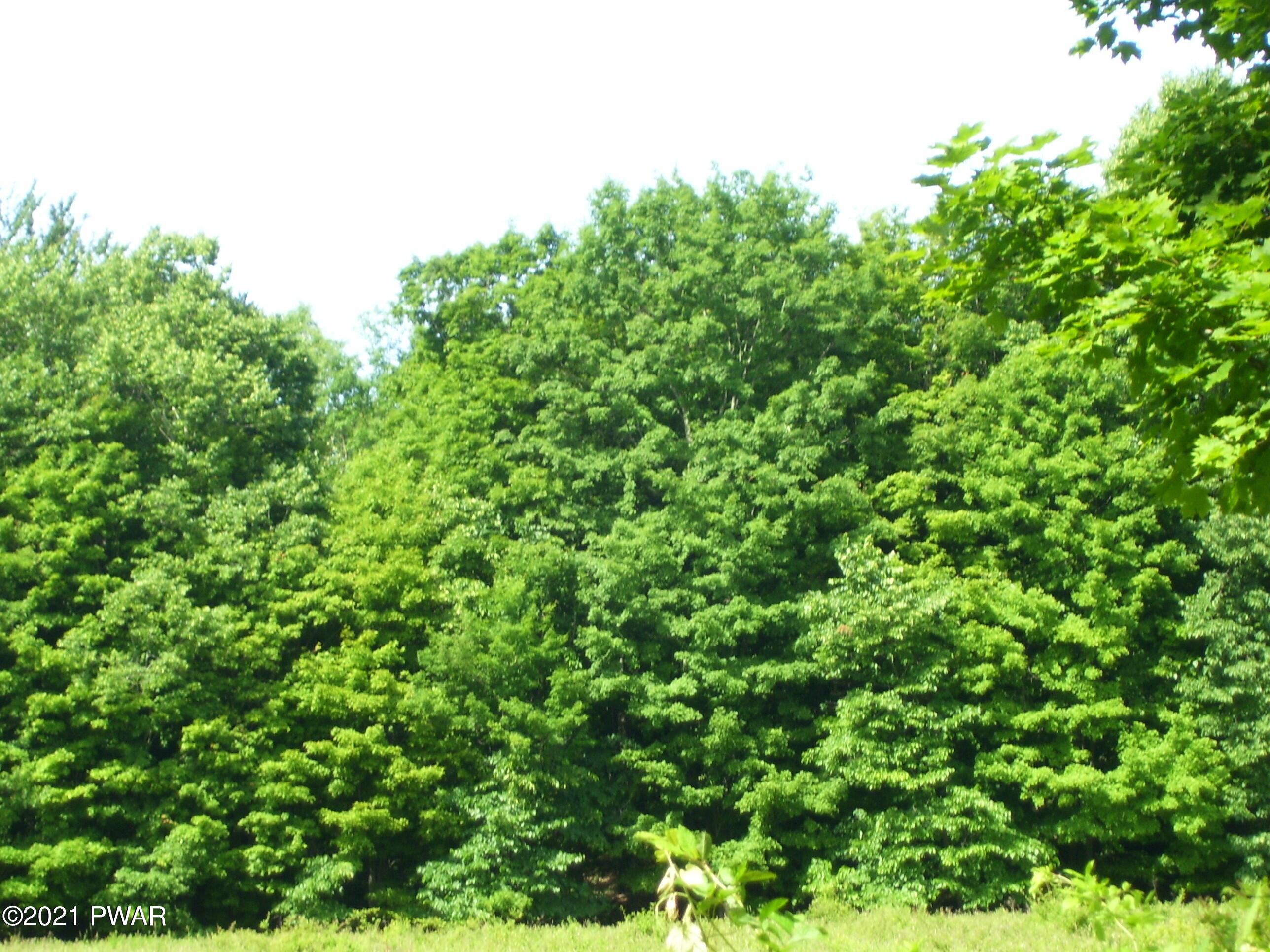 0 Forks Bridge Road Newfoundland, PA 18445 - Photo 6 of 16
