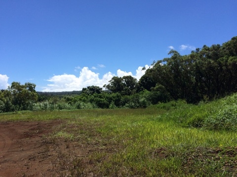 225 South Holokai Road Haiku, HI 96708 - Photo 4 of 10 a view of a big yard with a large tree