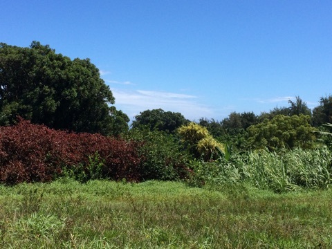 225 South Holokai Road Haiku, HI 96708 - Photo 7 of 10 a view of a lush green field