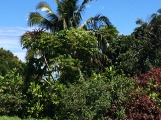 225 South Holokai Road Haiku, HI 96708 - Photo 8 of 10 a plant view