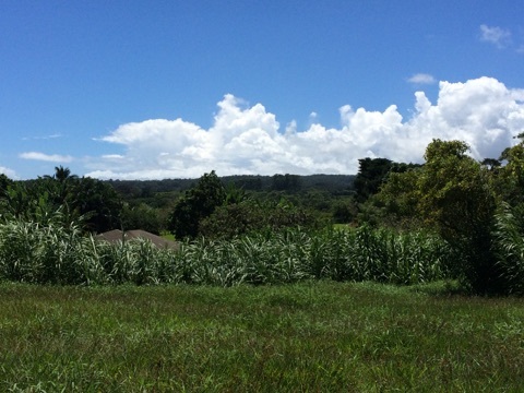 225 South Holokai Road Haiku, HI 96708 - Photo 9 of 10 a view of a bunch of trees in background