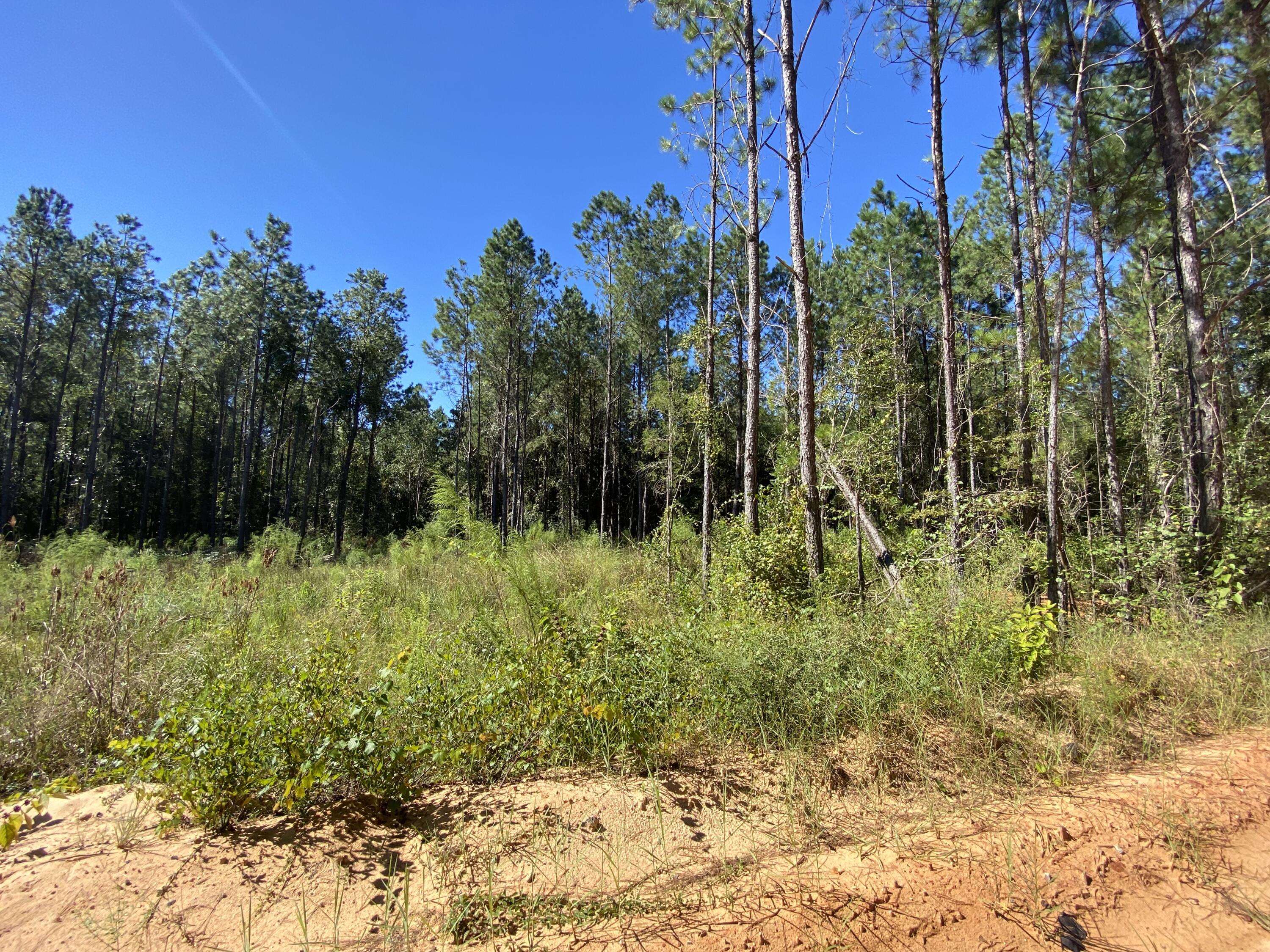 Tbd Dorcas Road Crestview, FL 32539 - Photo 1 of 7 IMG_8791