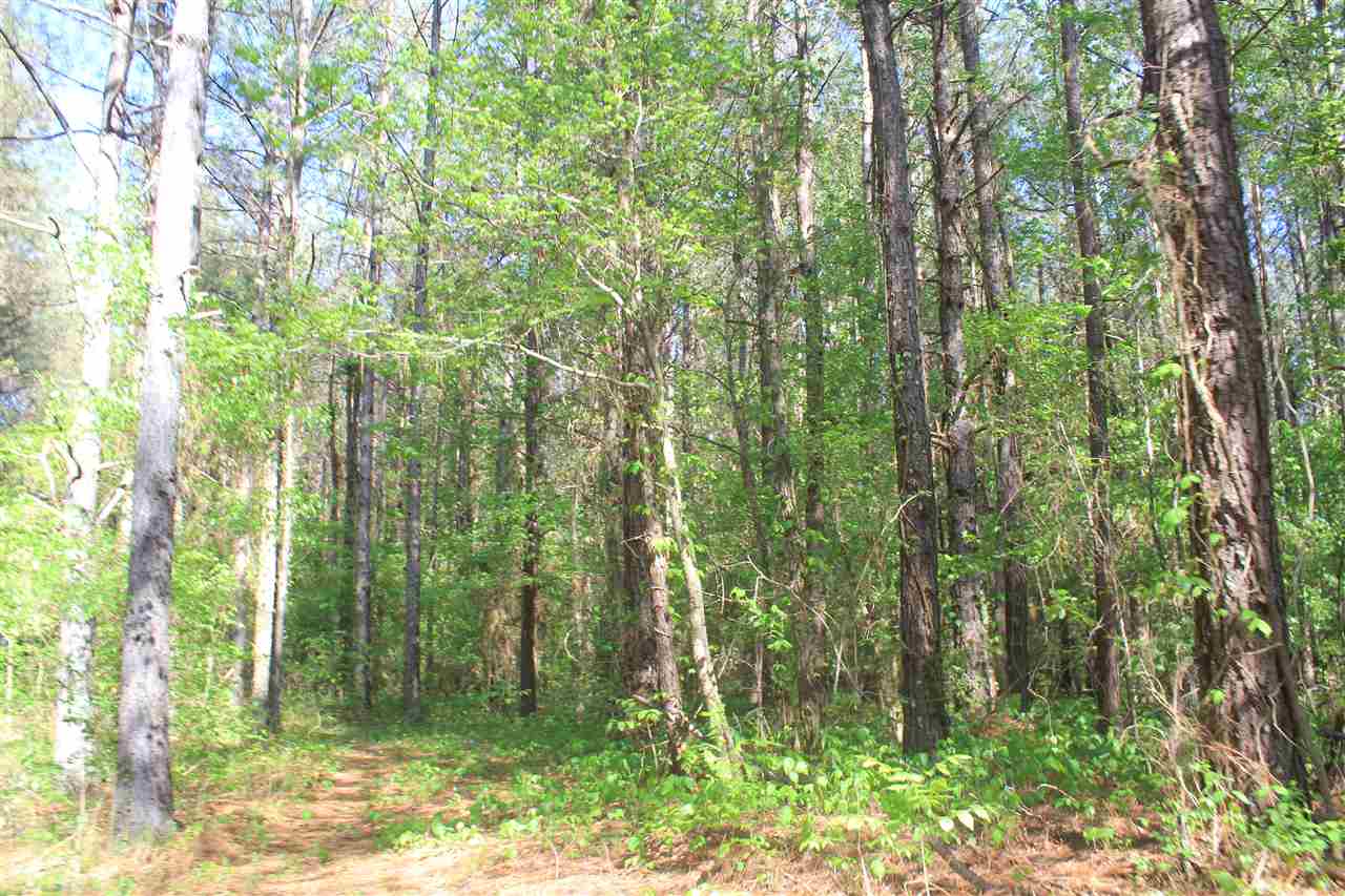 1600 Country Church Road Lamar, MS 38642 - Photo 11 of 25 a view of a forest that has a tree