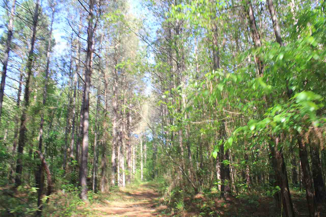 1600 Country Church Road Lamar, MS 38642 - Photo 13 of 25 a view of forest