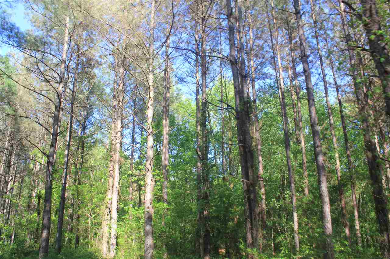 1600 Country Church Road Lamar, MS 38642 - Photo 14 of 25 a view of forest