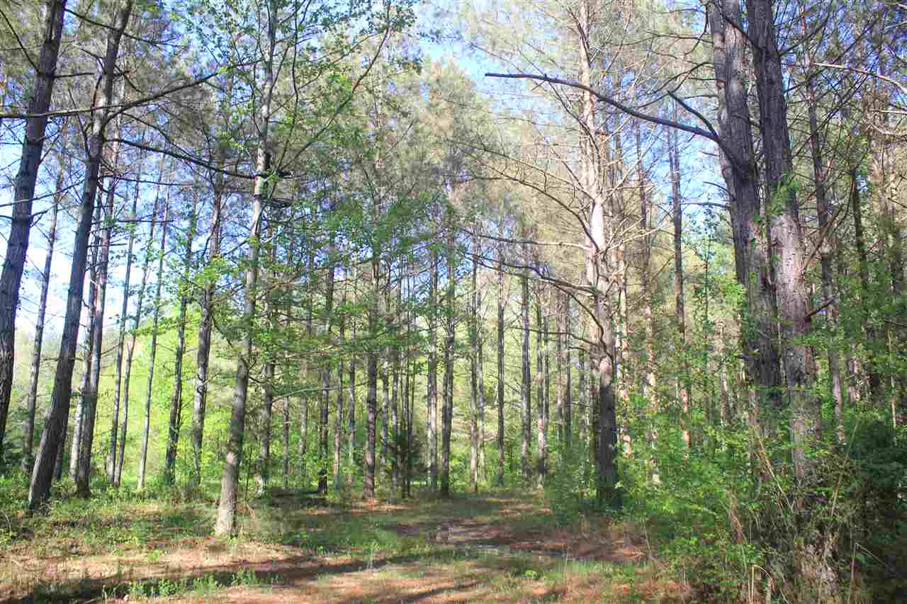 1600 Country Church Road Lamar, MS 38642 - Photo 15 of 25 a view of a tree in the middle of a yard