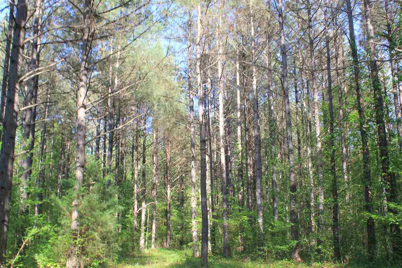 1600 Country Church Road Lamar, MS 38642 - Photo 20 of 25 a view of a yard with plants and trees